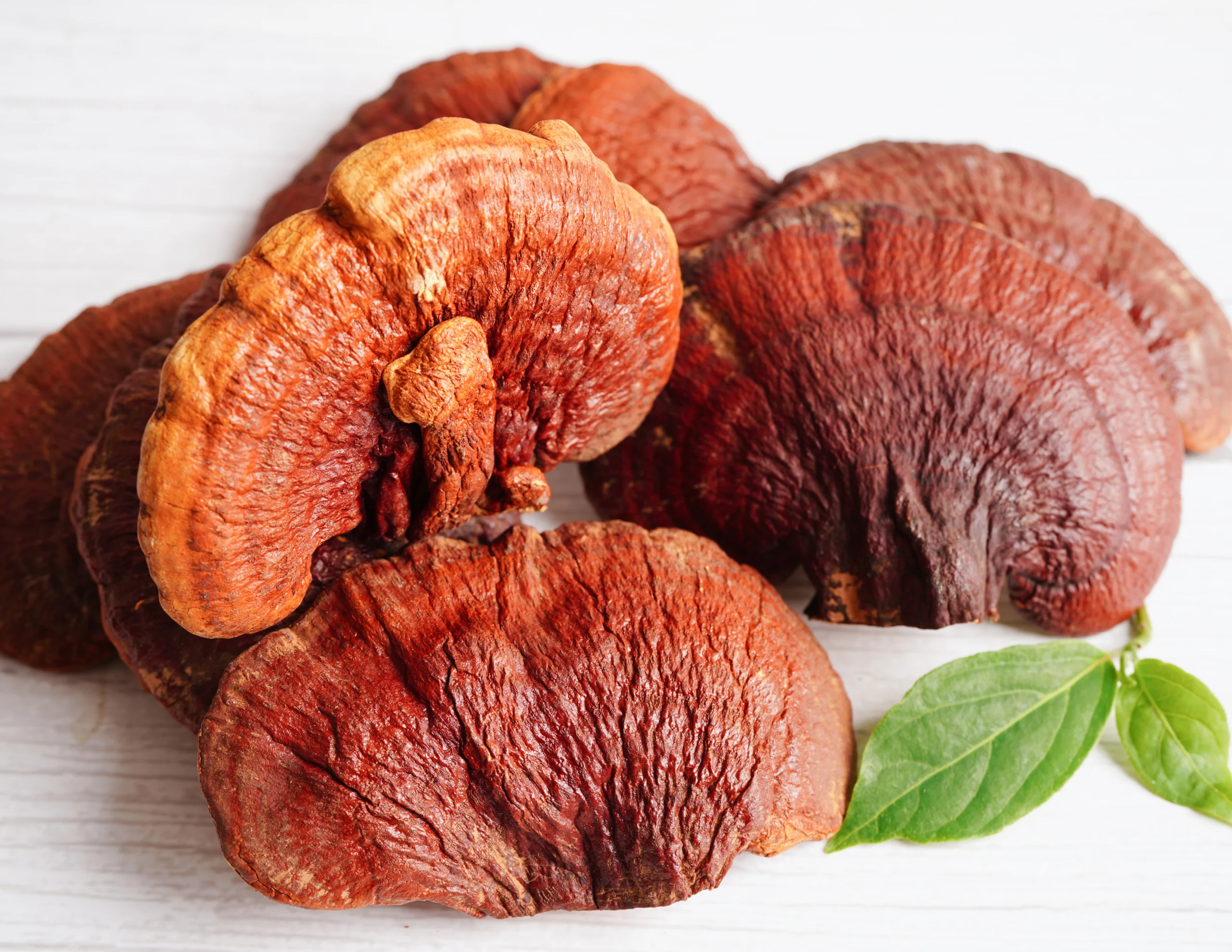 Huby Reishi